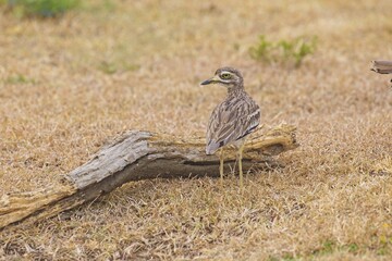 Burhinus oedicnemus (Eurasian Thick-knee, Eurasian Stone-curlew , Stone Curlew ) outdoor