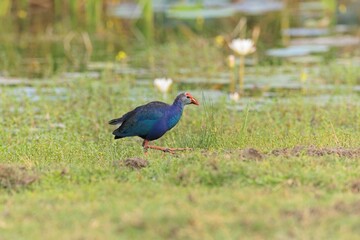 The colourful Indochinese Grey-headed Swamphen with baby, Porphyrio poliocephalus viridis, on floating vegetation fluffing up its feathers in super light