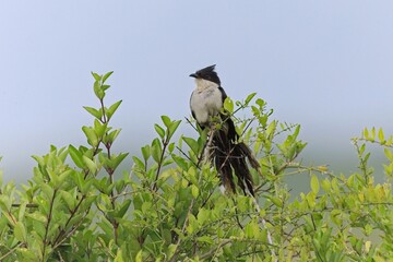 Pied Crested Cuckoo (Clamator jacobinus) resting in shade on a tree after eating insects and having...