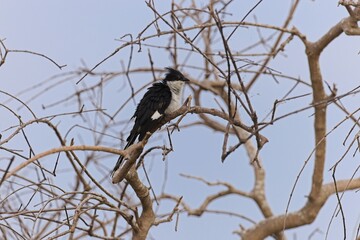 Pied Crested Cuckoo (Clamator jacobinus) resting in shade on a tree after eating insects and having it beak uncleaned with the caterpillar hair