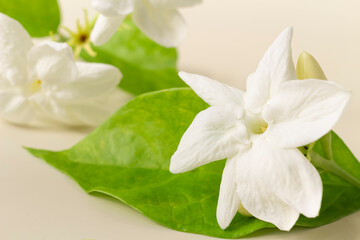 White mogra or arabian jasmine or Jasminum sambac flower Buds on Beige background - obrazy, fototapety, plakaty