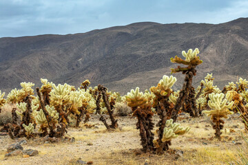 Cholla cactus and stormy dramatic sky with dark clouds in the Joshua Tree national park, California