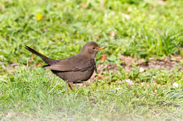 Common blackbird, Turdus merula. A bird walks in the grass