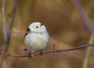 Long-tailed tit, Aegithalos caudatus. A bird sits on a thin branch and looks up