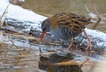 Water rail, Rallus aquaticus. A bird walks along a freezing river in search of food