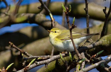 Wood warbler, Phylloscopus sibilatrix. A bird sits on a tree branch