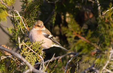 Common chaffinch, Fringilla coelebs. A bird sits on a branch of a thuja