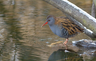 Water rail, Rallus aquaticus. A bird walks along a freezing river in search of food