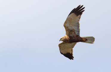 Western marsh harrier, Circus aeruginosus. A bird flies over the river reeds in search of prey