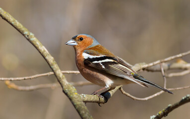 Common chaffinch, Fringilla coelebs. The male sits on a branch