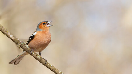Common chaffinch, Fringilla coelebs. The male sits on a branch and sings with a beautiful background