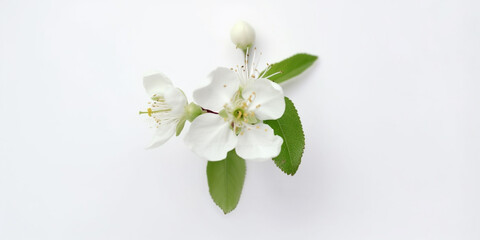 Fresh and Delicate: Apple Blossoms Bring Romance to the Forefront. Ai Generated Art. Whitespace, Concept Art, Wallpaper.
