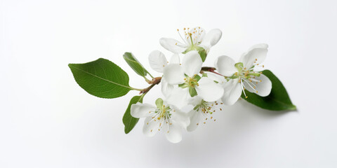 The Radiant Beauty of Apple Blossoms Against a White Canvas. AI Generated Art. Concept Art, Wallpaper, Background.