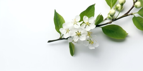 The Sweet Serenity of Apple Blossoms. AI Generated Art. Whitespace, Concept Art, Background, Wallpaper.