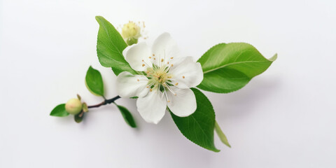 The Fresh Charm of Apple Blossoms. AI Generated Art. Spring and Summer Vibes, Wallpaper, Background, Whitespace.