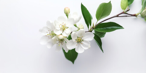 The Fresh Charm of Apple Blossoms in a White Space. AI Generated Art. Whitespace, Background, Wallpaper, Concept Art.