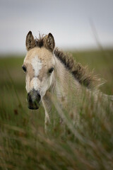 Portrait of a foal on a welsh mountain in the Brecon Beacons in Wales. 
