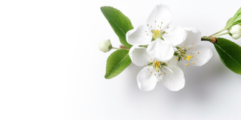 Nature's Palette: Fresh Apple Tree Spring Flowers and Blossoms Adorning a Crisp White Background. AI Generated Art.