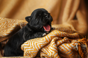 newborn photo session of small puppies on a bright background, pets are sleeping and yawning