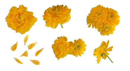 yellow flowers in different angles on an isolated white background