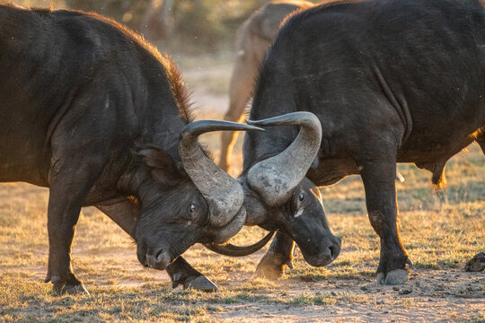 Two African Buffalo bulls locking horns on the dusty ground in the Greater Kruger.