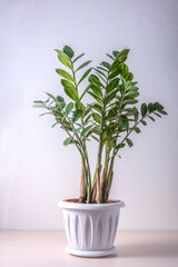 Houseplant Zamioculcas in a pot on white background