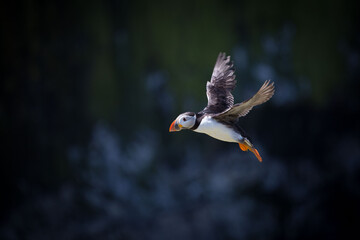 Atlantic Puffin flying around The cliffs of The Wick on Skomer Island, Pembrokeshire, Wales