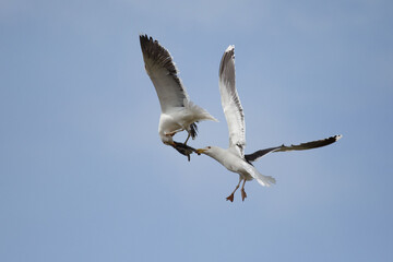 Two seagulls fighting in the air over a dead rabbit on skomer island.