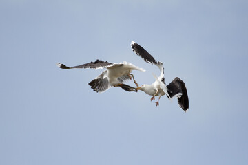 Two seagulls fighting in the air over a dead rabbit on skomer island.