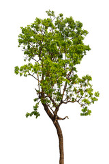 Northeastern tropical tree isolated on white background