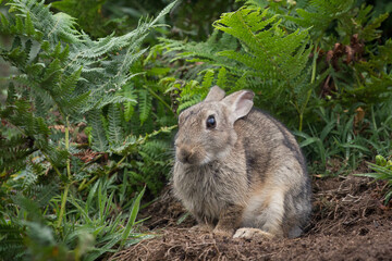 Rabbit on Skomer Island, Pembrokeshire, Wales.