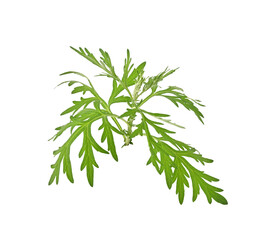 Artemisia vulgaris L, Sweet wormwood, Mugwort or artemisia annua branch green leaves on transparent png - obrazy, fototapety, plakaty