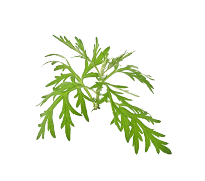 Artemisia vulgaris L, Sweet wormwood, Mugwort or artemisia annua branch green leaves on transparent png