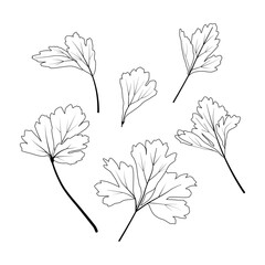basil leaf hand drawn illustration design basil garden vector