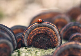 Ladybird on mushroom. Macro photo with a beetle