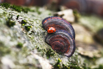 Ladybird on mushroom. Macro photo with a beetle