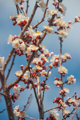 Nature in spring. A branch with beautiful white spring apricot flowers on a tree. A natural scene with a blooming apricot on the background of flowering, selective focus. Blooming background.