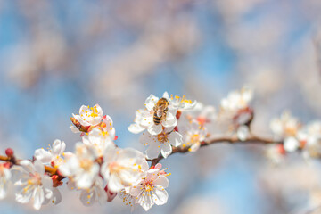 Nature in spring. A branch with beautiful white spring apricot flowers on a tree. A natural scene with a blooming apricot on the background of flowering, selective focus. Blooming background.
