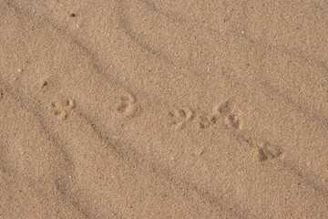 Fototapeta na wymiar Footprint of animal in a desert, Fuerteventura