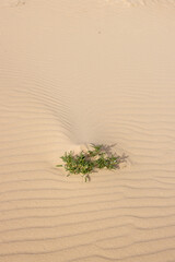Plant in a desert sand, Fuerteventura