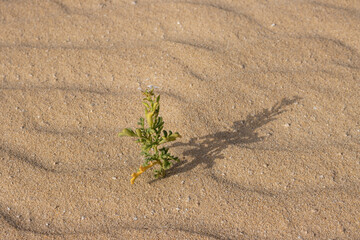 Plant in a desert sand, Fuerteventura