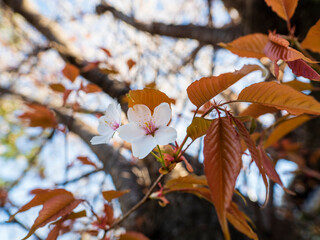 朝のヤマザクラは美しい