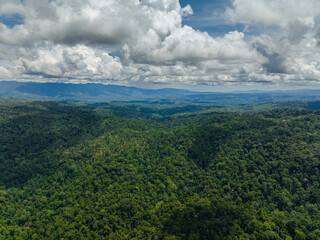 Fresh green foliage, tropical plants and trees covers mountains and ravine. Borneo, Malaysia.