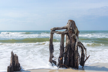 Waves washing around dead pine tree roots at Cape San Blas in Florida.