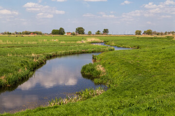 Winding narrow river flows through the flat polder landscape with grazing cows.