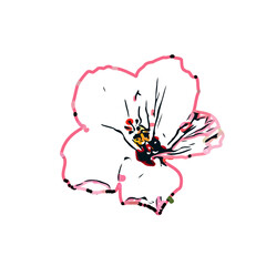 Color sketch of a shoe flower with transparent background