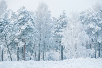 Winter fairytale with tall evergreen snow-capped trees in the forest of Curonian Spit, Lithuania