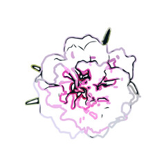Color sketch of a shoe flower with transparent background