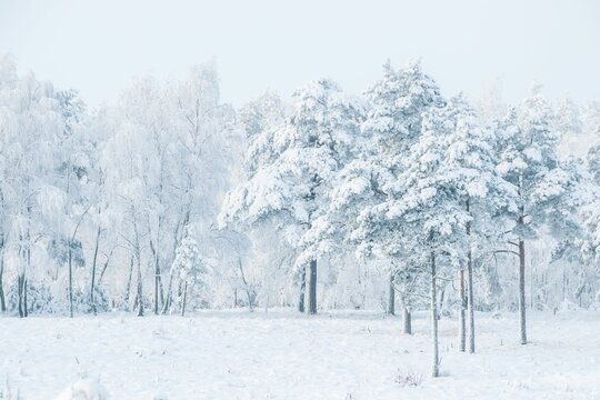 Winter fairytale with tall evergreen snow-capped trees in the forest of Curonian Spit, Lithuania