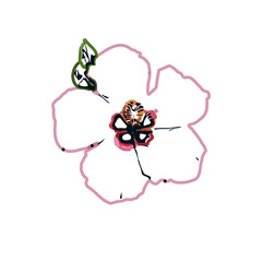 Color sketch of a shoe flower with transparent background